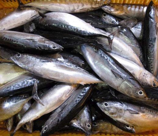 أسماك بحریة للبیع|اسعار جملة أسماك البحرية