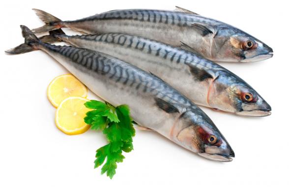 تجارة سمك الماكريل ألذ أنواع السمك 
