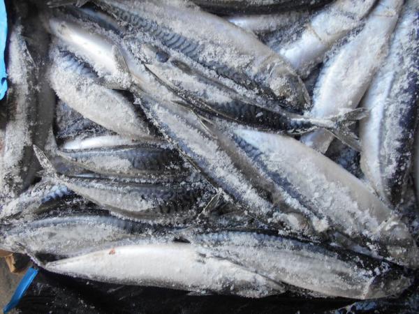 سمك الماكريل الطازج والمجمد للتصدير 