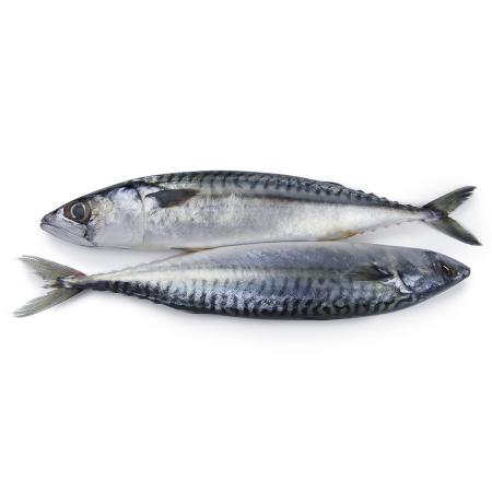 بيع سمك الماكريل بأحجام وأنواع محتلفة