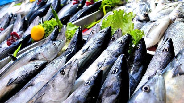 تجارة سمك السابا من ايران 