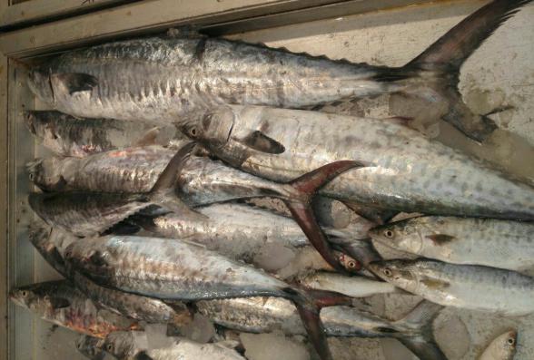 اطيب نوع سمك للتصدير على نطاق واسع 