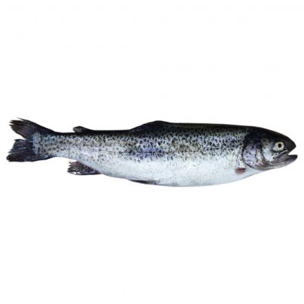  تصدير أنواع السمك الطازج والمجمد
