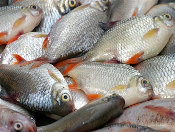منتجين وموزعين أنواع السمك في ايران 