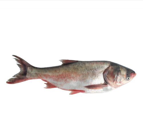  إنتاج أجود أنواع الروبيان والأسماك 