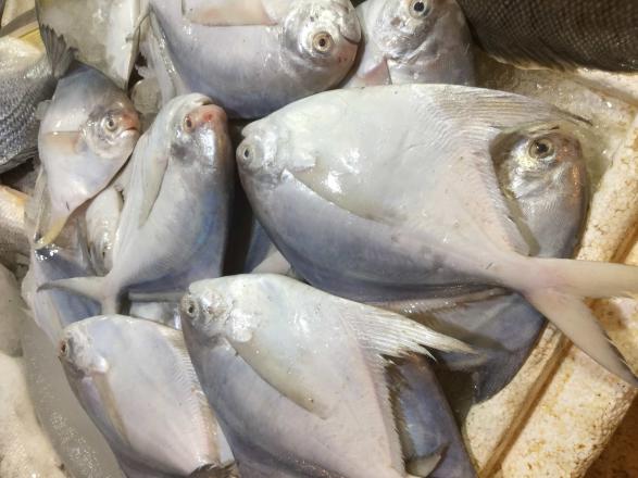 موزعين سمك الزبيدي في الأسواق 
