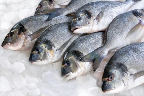  تصدير سمك الزبيدي الى جميع الدول