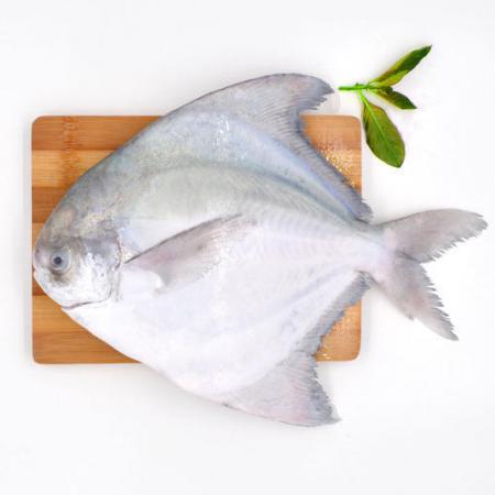 سمك الزبيدي للبيع بأسعار معقولة 